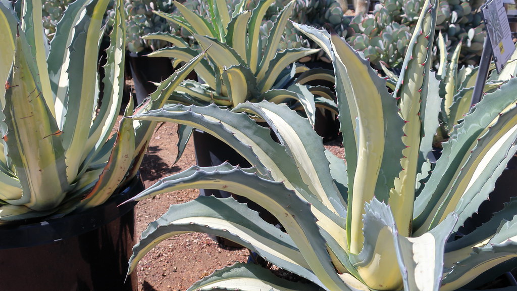 Agave americana mediopicta alba