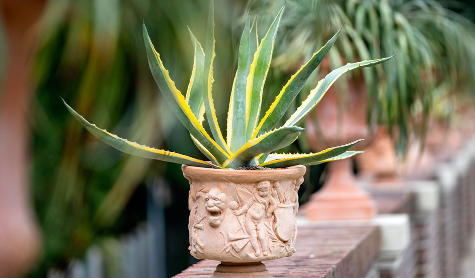 Agave americana variegata