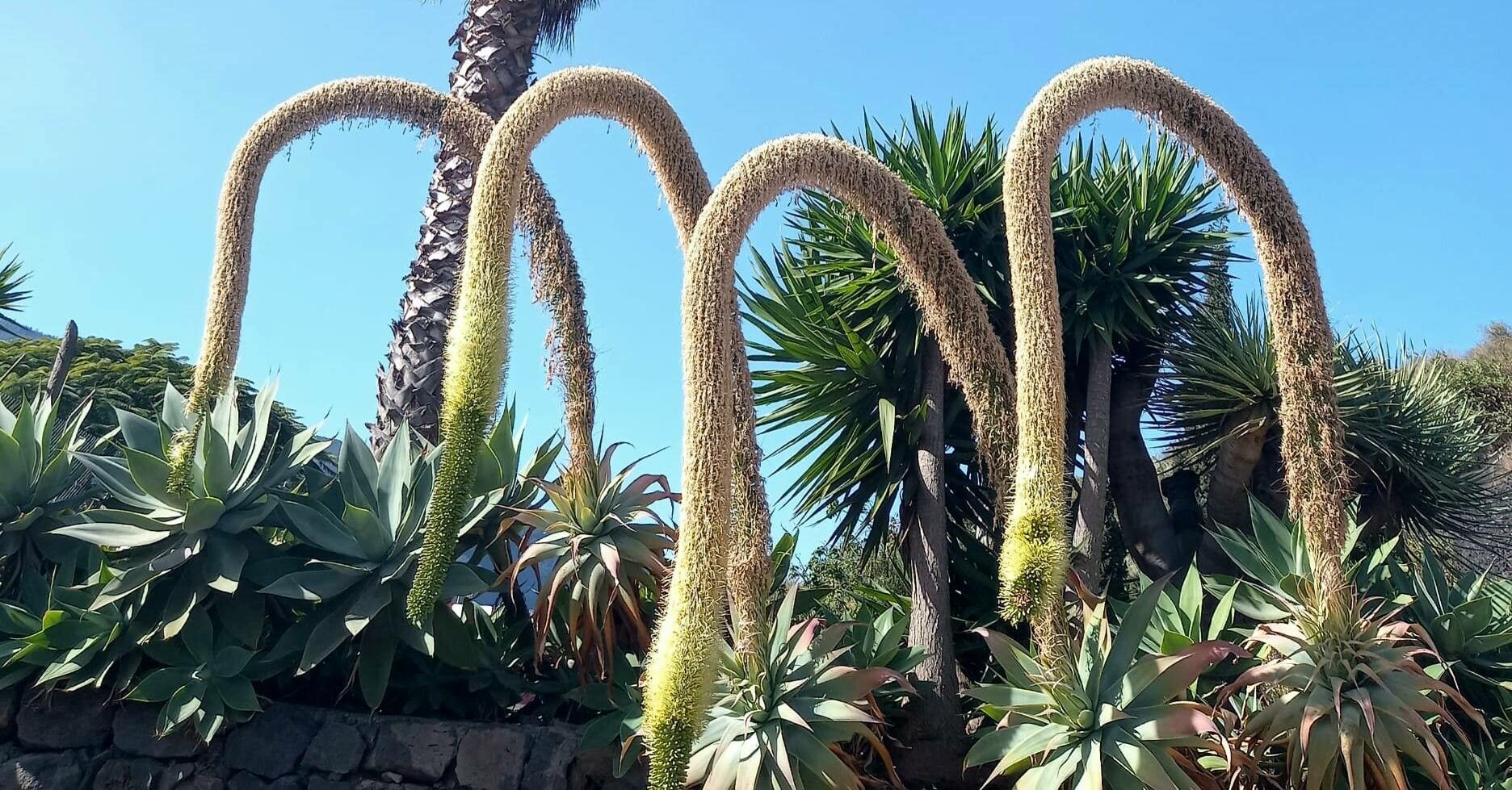 Agave attenuata ornamental
