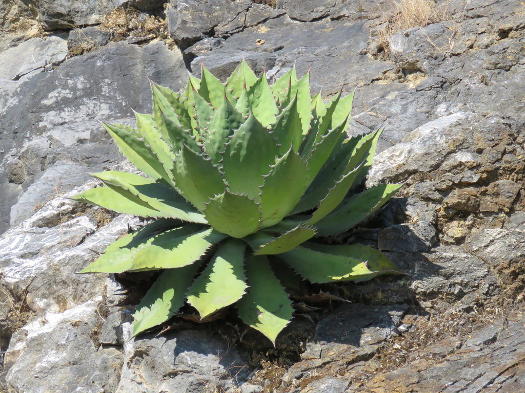 Agave ornamental cupreata