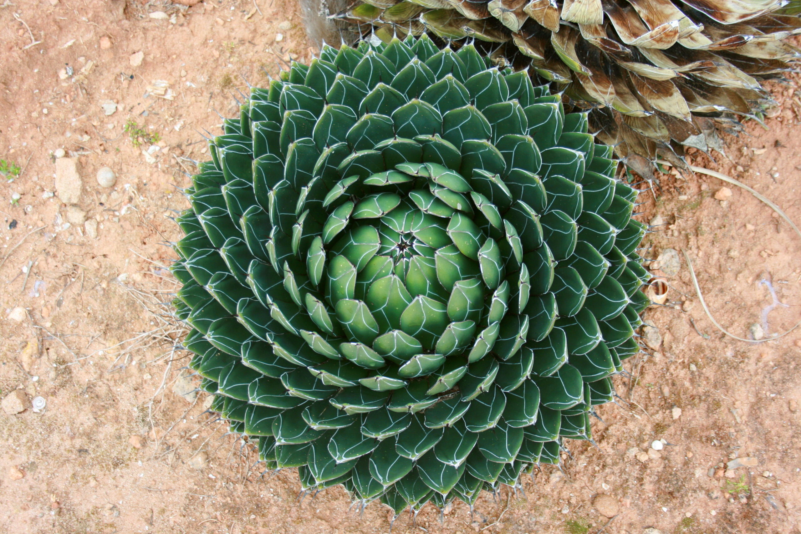Agave Victoria Regina