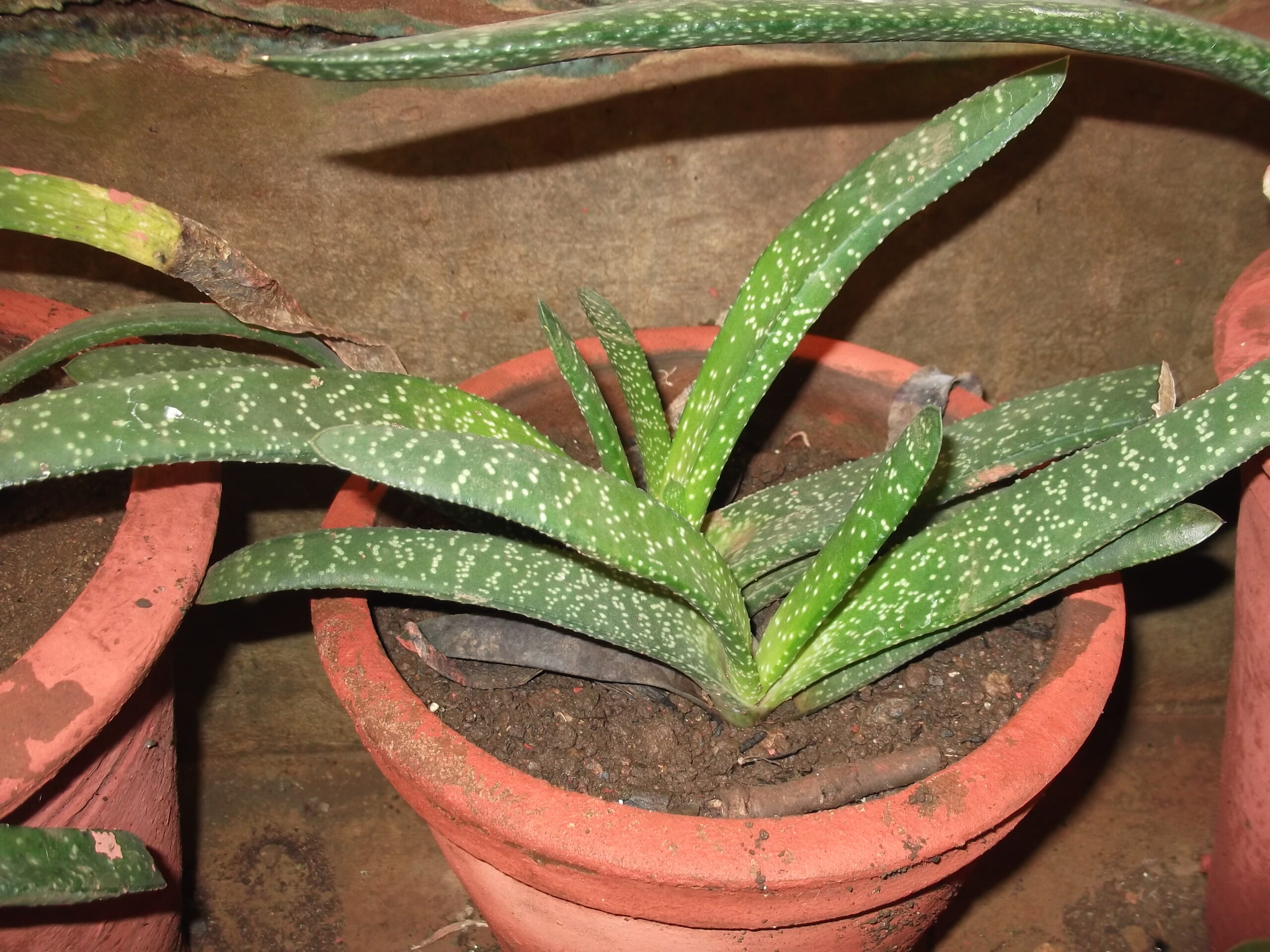 aloe acinacifolia