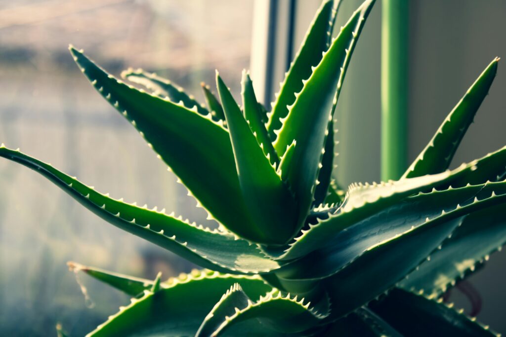 Aloe