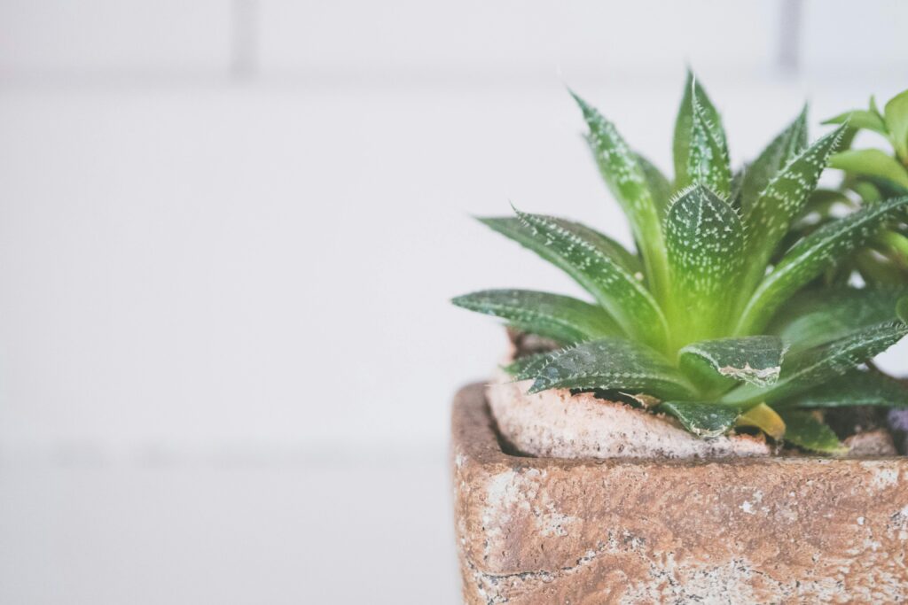 propiedades del aloe vera