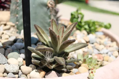 Kalanchoe toomentosa chocolate soldier