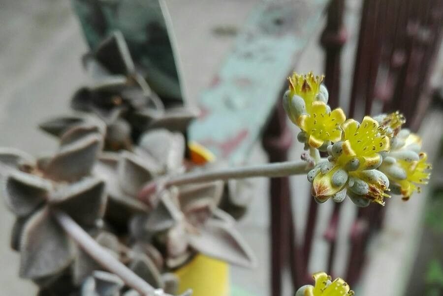 Flor del Kalanchoe orgyalis