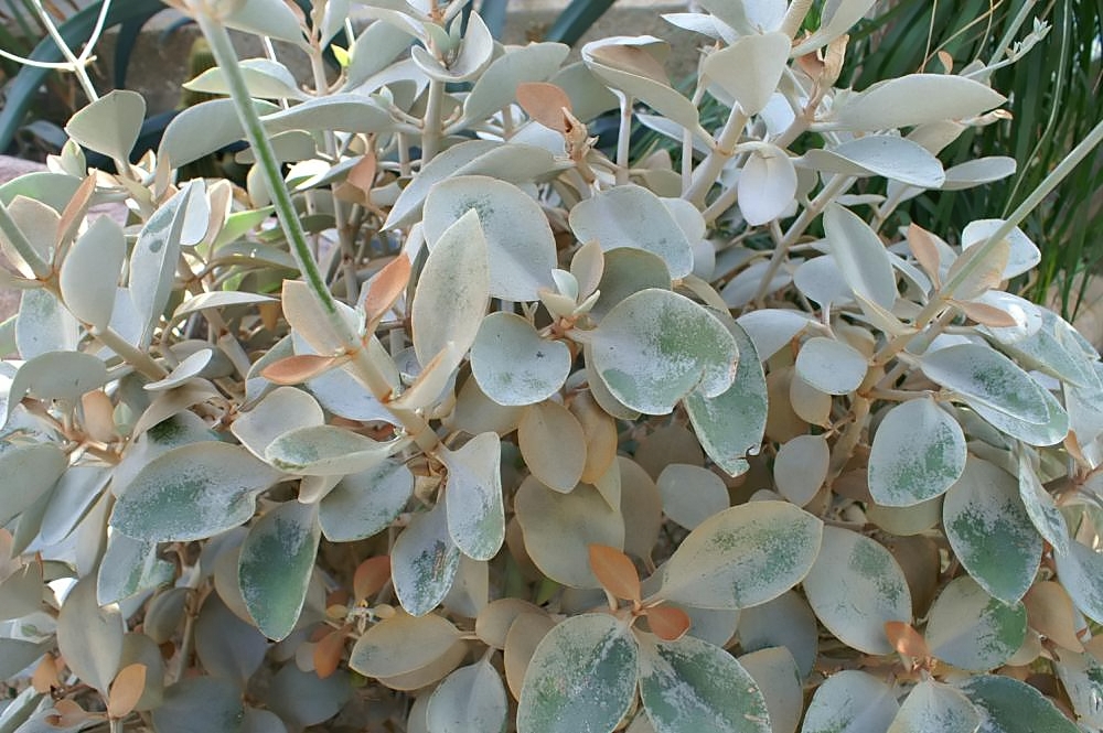 Kalanchoee orgyalis