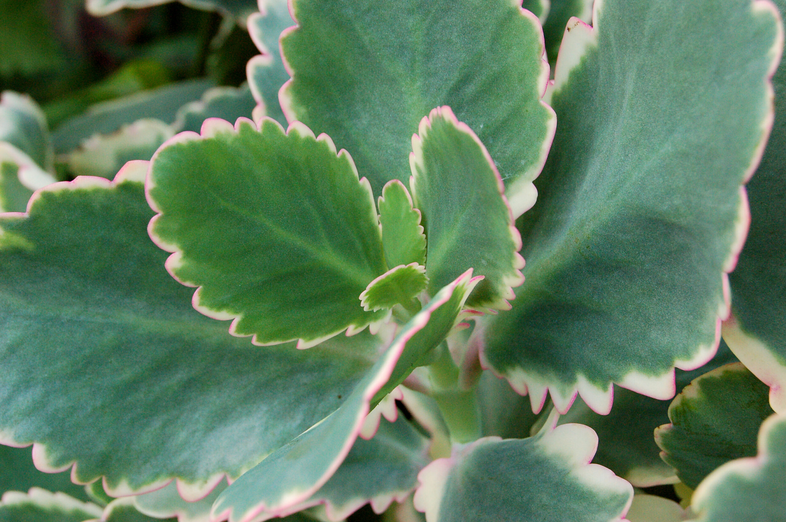 Kalanchoe fedtschenkoi variegata
