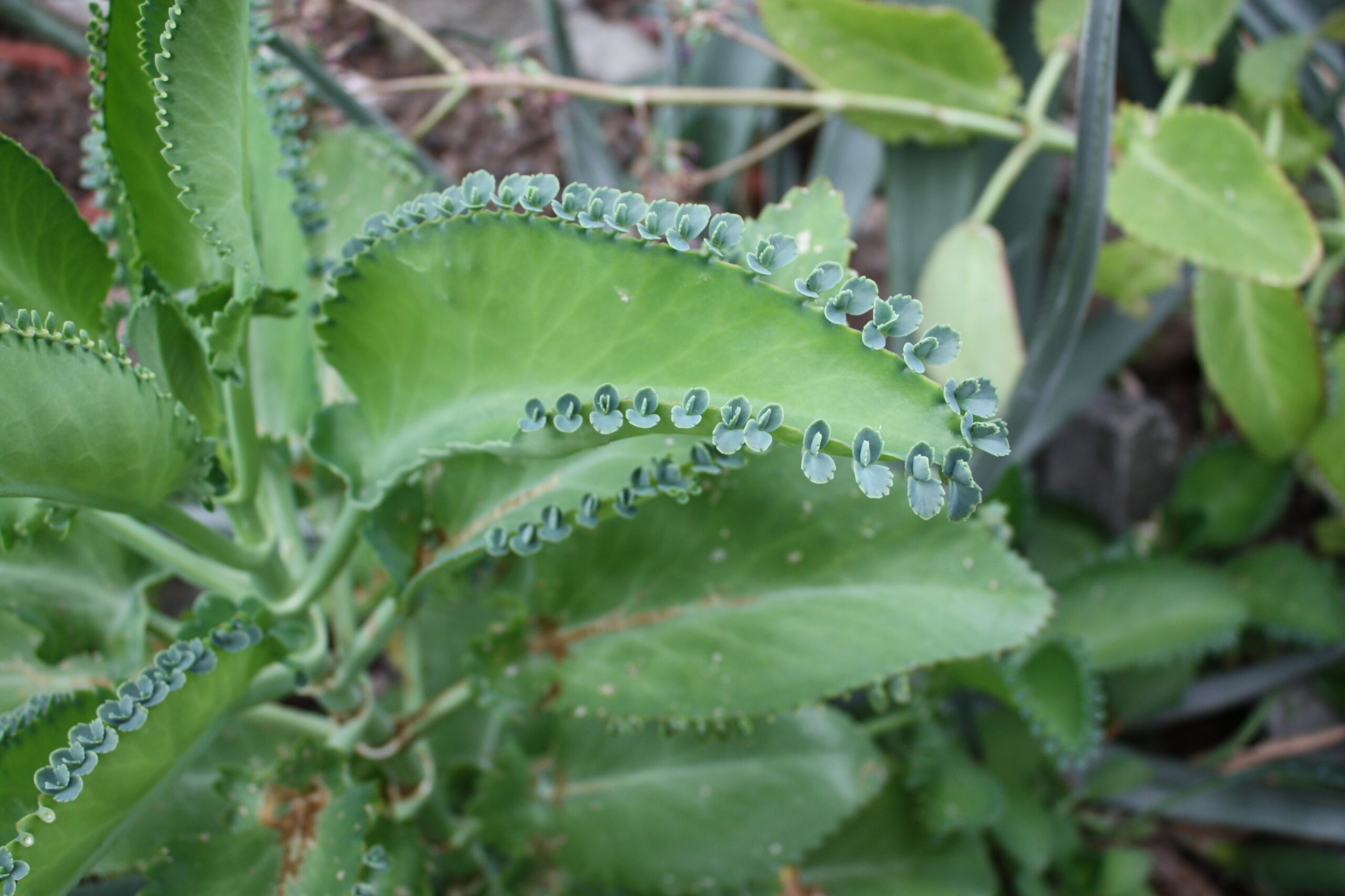 tipos de kalanchoe medicinales