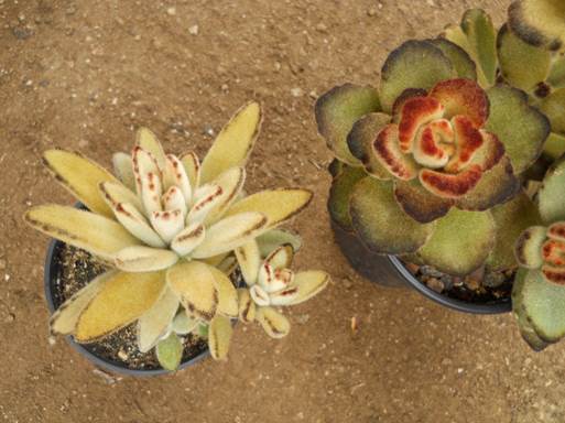 Kalanchoe tomentosa golden girl