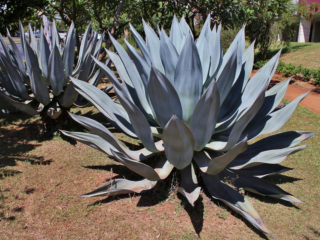 EL espectacular uso del Agave americana