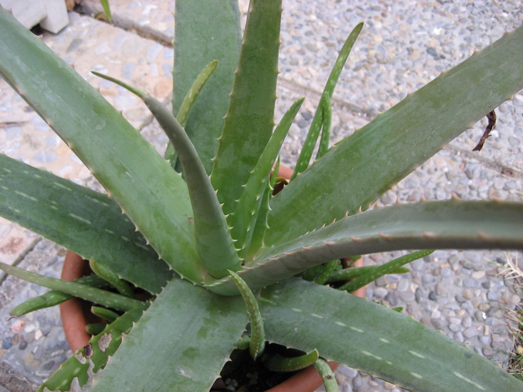 arborescens