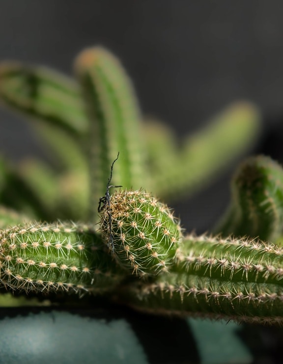 Manchas por insectos